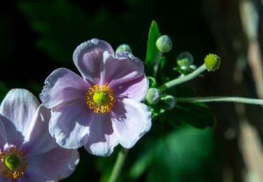 DSC_5440.jpg