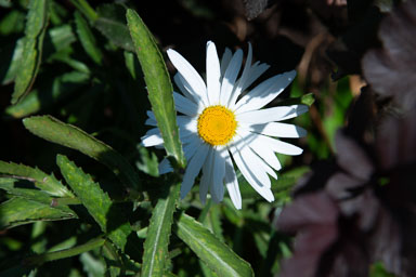DSC_5468.jpg