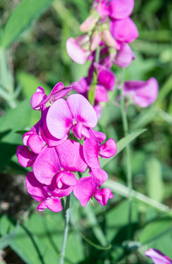 DSC_5471.jpg