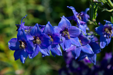 DSC_5490.jpg