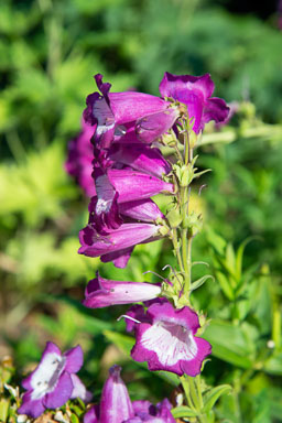 DSC_5496.jpg