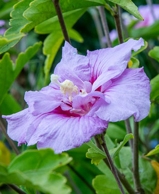 DSC_6242.jpg