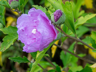 DSC_6244.jpg