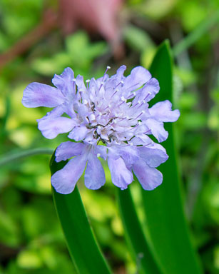 DSC_6266.jpg