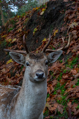 DSC_6377.jpg