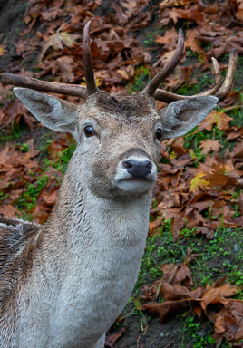 DSC_6378.jpg