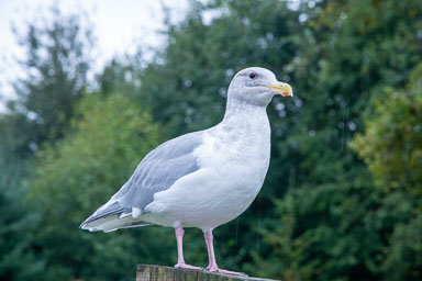 2018 Port William Wildlife