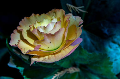 DSC_6561.jpg