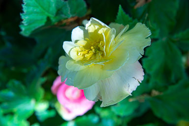 DSC_6562.jpg