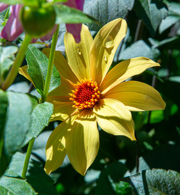 DSC_6616.jpg