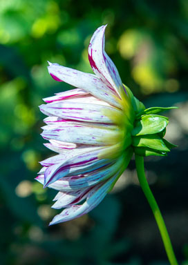 DSC_6618.jpg