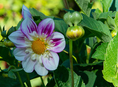 DSC_6619.jpg