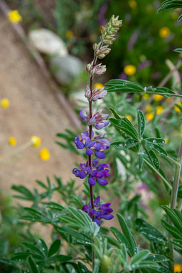 DSC_8402.jpg