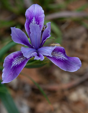 DSC_8431.jpg