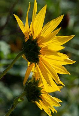 DSC_8461.jpg