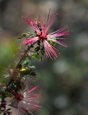 DSC_8485.jpg