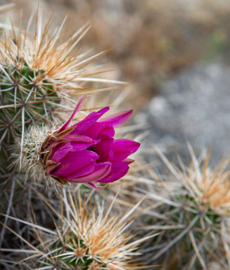 DSC_8531.jpg