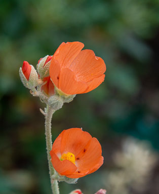 DSC_8537.jpg