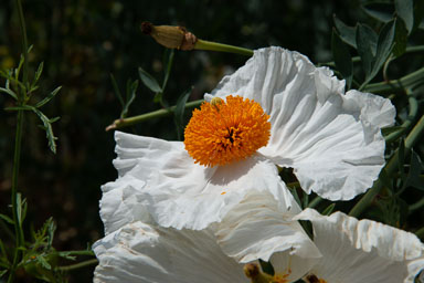 DSC_8542.jpg