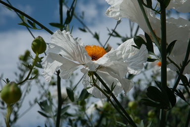DSC_8544.jpg