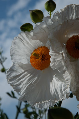 DSC_8545.jpg