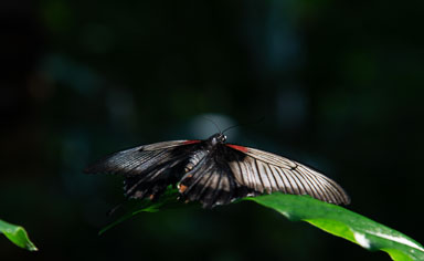 2019 Butterflies 