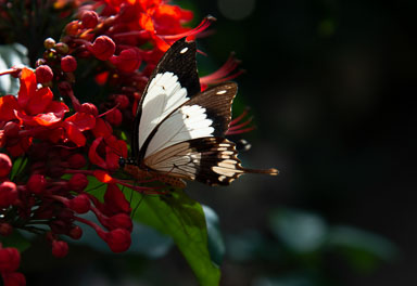 DSC_8011.jpg