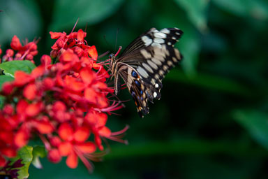 DSC_8012.jpg