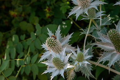 DSC_9784.jpg