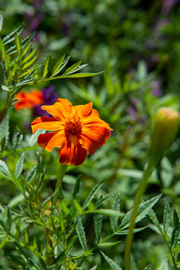 DSC_9804.jpg