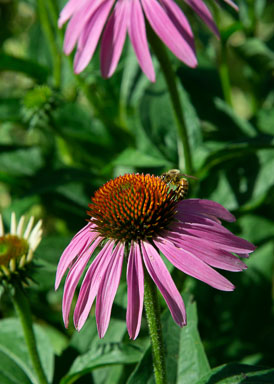 DSC_9809.jpg