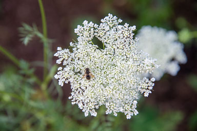 DSC_9810.jpg