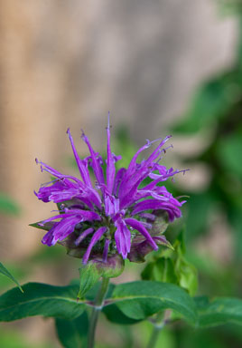 DSC_9811.jpg