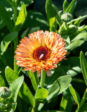DSC_9820.jpg