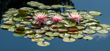DSC_9853.jpg