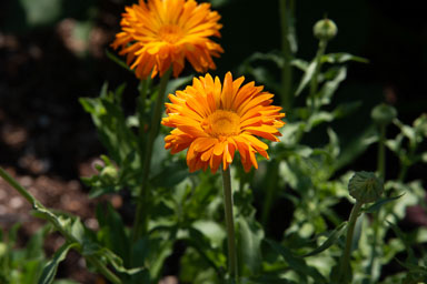 DSC_9871.jpg