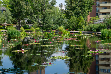 2019 Denver Botanical