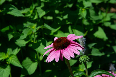 DSC_9914.jpg